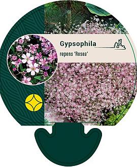 Gypsophila repens 'Rosea' Pot 9 cm
