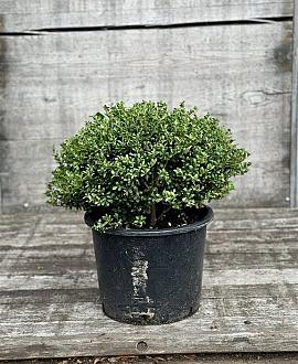 Ilex crenata 'Convexa' Bolvorm 40-50 cm