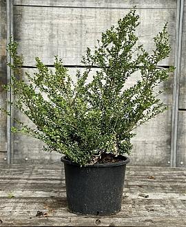 Ilex crenata 'Convexa' Pot 15 liter 60 - 80 cm