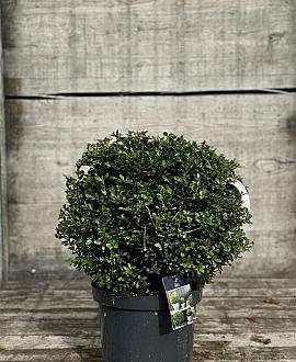 Ilex crenata 'Green Glory' Pot 12 liter 40 - 50 cm Bolvorm
