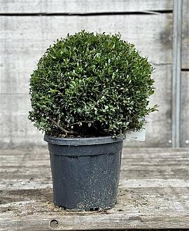 Ilex crenata 'Stokes' Pot 10 liter Bolvorm 30-40 cm
