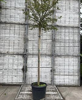 Lagerstroemia indica Hoogstam (Stamomtrek 12-14 cm)