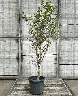 Lagerstroemia indica Pot 25 Liter 150 - 175 cm