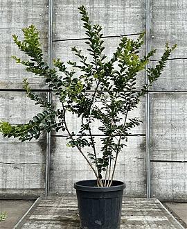 Lagerstroemia 'Sioux' Pot 35 Liter 125 - 150 cm