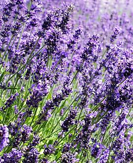 Lavandula angustifolia Pot 9 cm