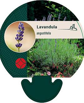 Lavandula angustifolia Pot 9 cm