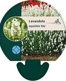 Lavandula ang. 'Alba' Pot 9 cm