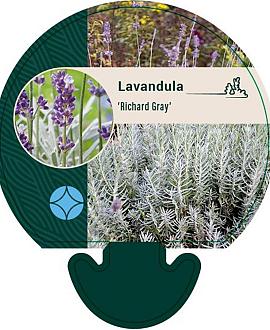 Lavandula 'Richard Gray' Pot 9 cm