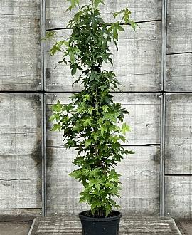 Liquidambar styraciflua Pot 10 liter 100 - 125 cm