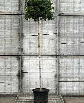 Liquidambar s. 'Gum Ball' Hoogstam (Stamomtrek 6-8 cm)