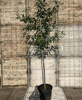 Prunus l. 'Novita' stam 150 cm Leivorm