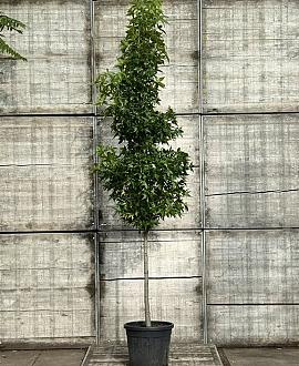 Liquidambar s. 'SlenderSilhouette' Pot 50 Liter Halfstam