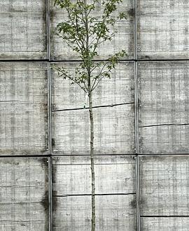 Liquidambar s. 'Worplesdon' Hoogstam (Stamomtrek 10-12 cm)