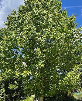 Liriodendron tulipifera Hoogstam (Stamomtrek 8-10 cm)