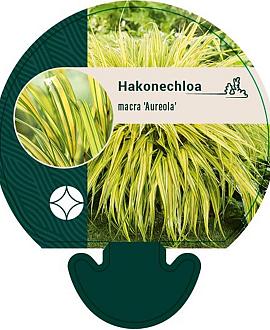 Hakonechloa macra 'Aureola' Pot 9 cm