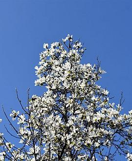 Magnolia soul. 'Superba' Pot 10 liter