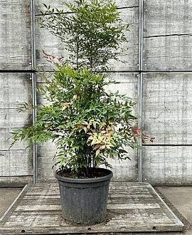 Nandina domestica Pot 45 Liter 125 - 150 cm