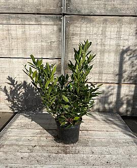 Prunus l. 'Otto Luyken' Pot 7,5 Liter 