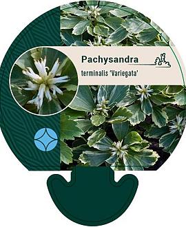 Pachysandra term. 'Variegata' Pot 9 cm