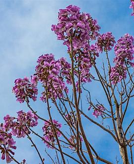 Paulownia tomentosa Hoogstam (Stamomtrek 10-12 cm)