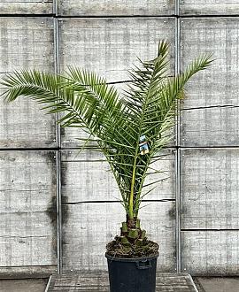 Phoenix canariensis Pot 50 Liter 