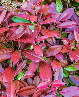 Photinia fraseri 'Carré Rouge' Pot 10 liter