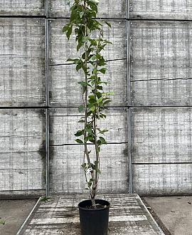 Prunus ser. 'Amanogawa' Pot 15 liter 175 - 200 cm