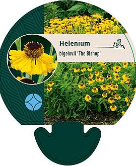Helenium bigelovii 'The Bishop' Pot 9 cm