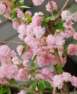 Prunus 'Kiku-shidare-zakura' Hoogstam (Stamomtrek 8-10 cm)