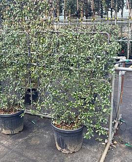 Pyracantha 'Mohave' Scherm 100x125 (BxH)