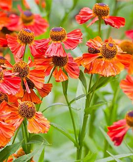 Helenium 'Moerheim Beauty' Pot 9 cm