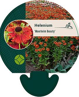 Helenium 'Moerheim Beauty' Pot 9 cm