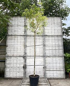 Styphnolobium japonicum Hoogstam (Stamomtrek 10-12 cm)