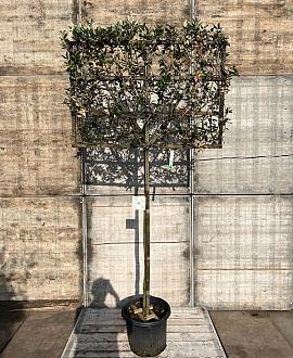 Quercus ilex stam 150 cm Leivorm 120x80 (BxH) 