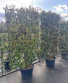 Trachelospermum jasminoides Scherm 130x200 (BxH)