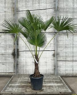 Trachycarpus wagnerianus Pot 15 liter 
