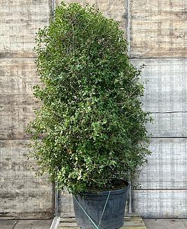 Quercus ilex Pot 230 Liter 200 - 250 cm
