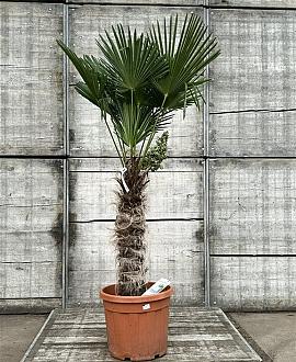 Trachycarpus wagnerianus Pot 70 Liter Stam 80 cm