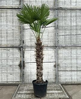 Trachycarpus wagnerianus Pot 70 Liter Stam 110 cm