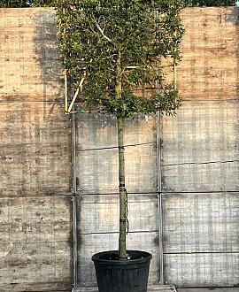 Quercus ilex stam 190 cm (Stamomtrek 25-30 cm) Leivorm 150x120 (BxH) 