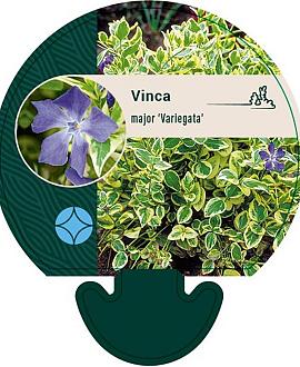 Vinca major 'Variegata' Pot 9 cm