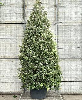 Quercus ilex Pot 130 liter 250 - 300 cm Piramidevorm