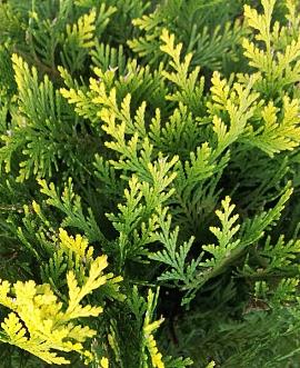 Chamaecyparis l. 'Stardust' Pot 12 liter Halfstam