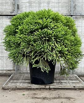 Cryptomeria j. 'Globosa Nana' Pot 70 Liter 