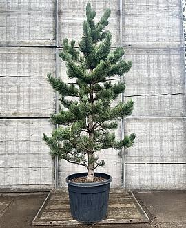 Pinus nigra 'Oregon Green' Pot 50 Liter 150 - 175 cm