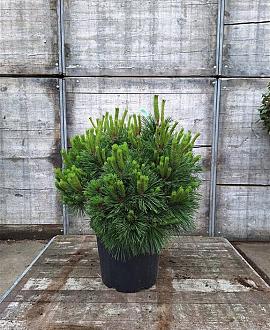 Pinus nigra 'Pierrick Brégeon' Pot 30 Liter 