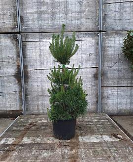 Pinus sylvestris Pot 12 liter 60 - 80 cm