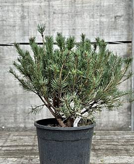 Pinus sylv. 'Watereri' Pot 18 liter 