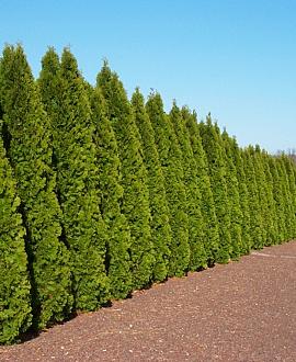 Thuja occ. 'Smaragd' Pot 12 liter Halfstam