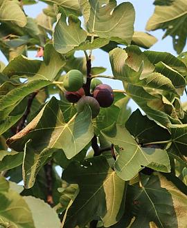 Ficus car. 'Brown Turkey' Pot 12 liter Halfstam
